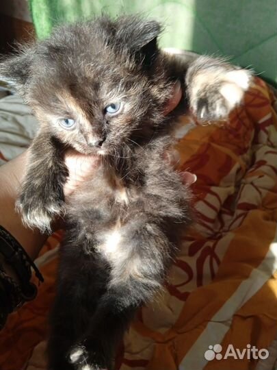 Котята турецкой ангоры