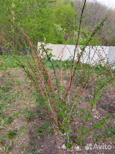 Малина, смородина, крыжовник