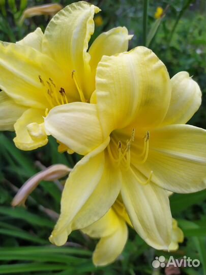 Лилейники, лилейник, цветы лилии, лилия