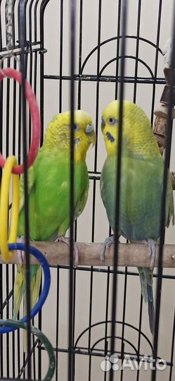 Волнистый попугай самка самец