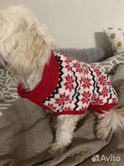 Одежда для собак