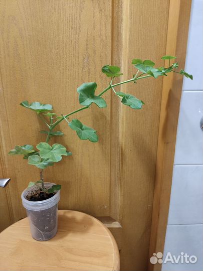 Пеларгонии