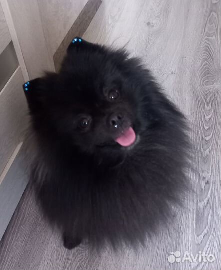 Молодой жених