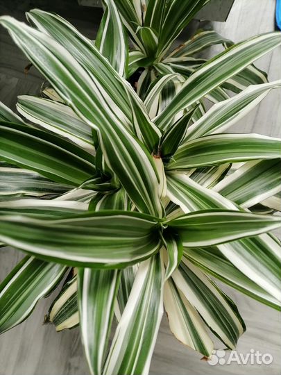 Драцена Вайт страйп