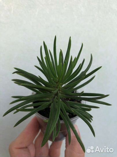 Домашние цветы, суккуленты, цветочный садик