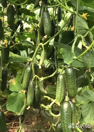 Семена ранних огурцов из Испании