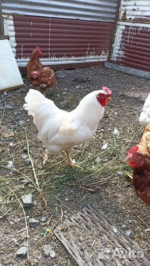 Молодые петухи