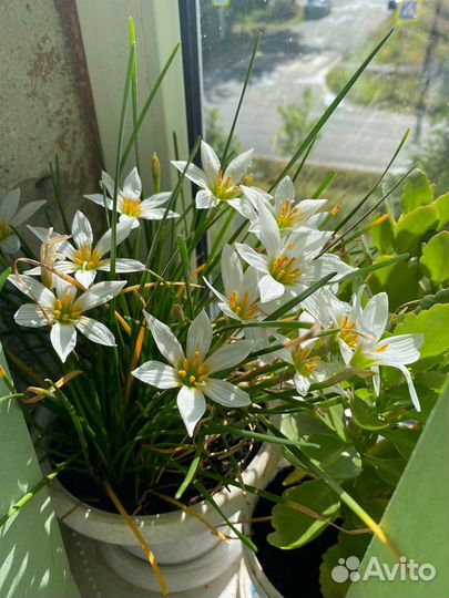 Зефирантекс