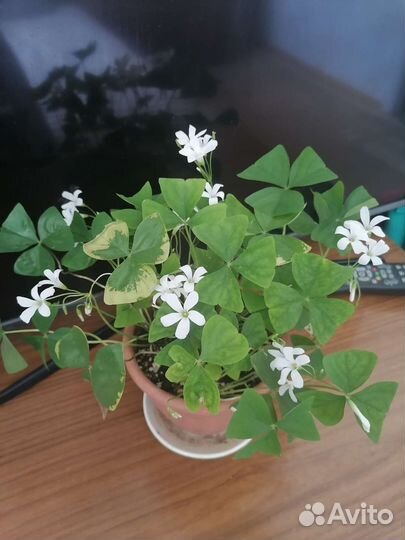 Кислица оксалис