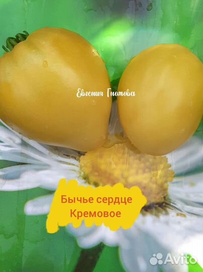 Семена томатов бычье сердце 10 сортов