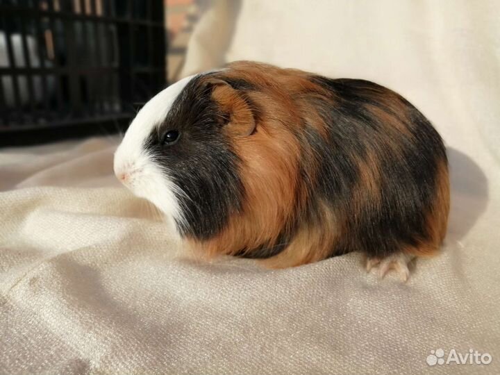 Морские свинки