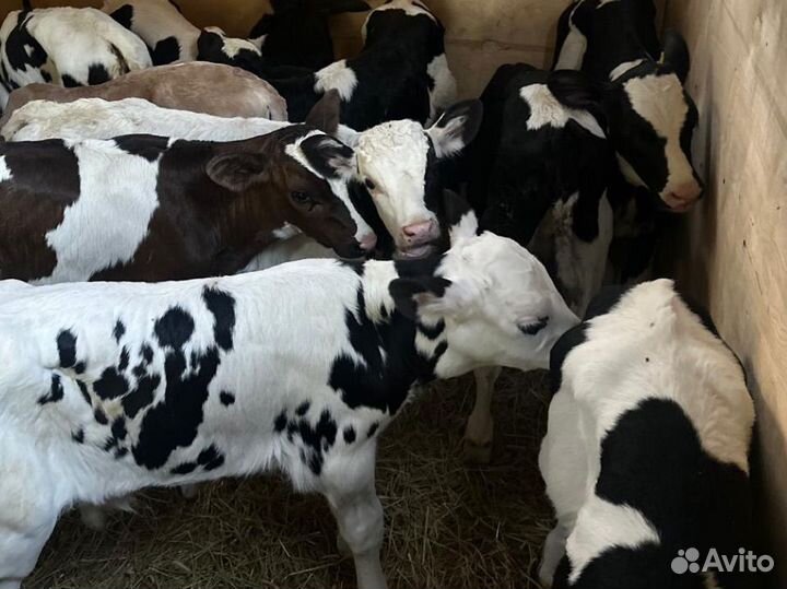 Телята бычки