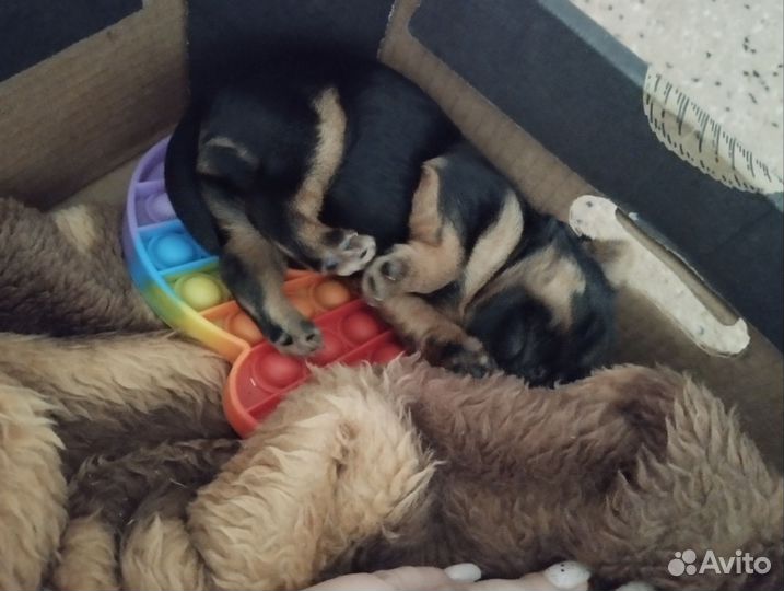 Йоркширский терьер мини девочка