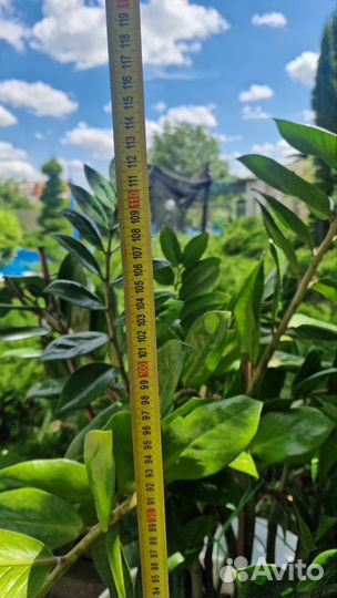 Замиокулькас