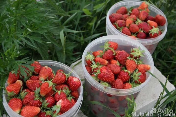 Клубника свежая - предзаказ Ягода