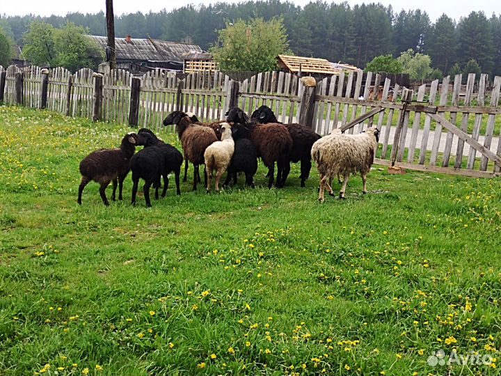 Продам овец и ягнят