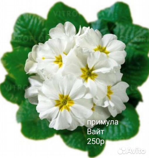 Примулы сортовые