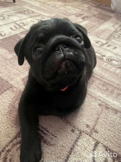 Щенок мопса