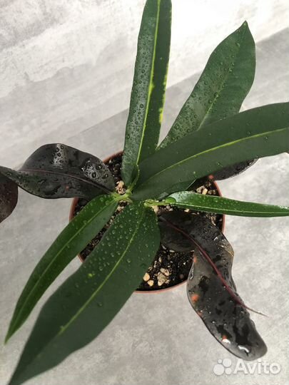 Кротон мамми