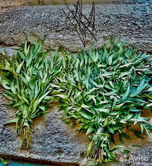 Эвкалипт С О Ч И