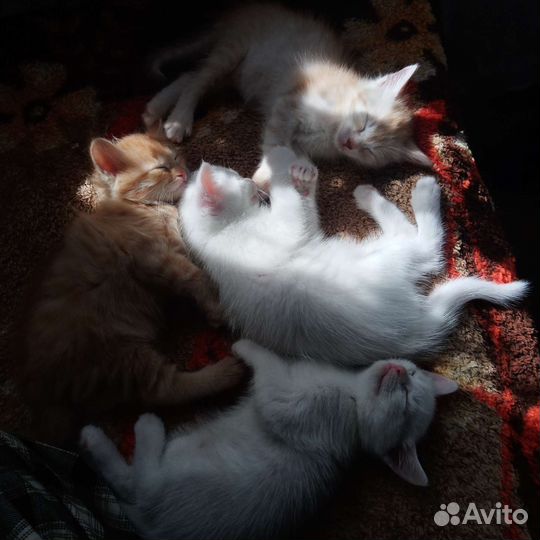 Кошки в добрые руки бесплатно