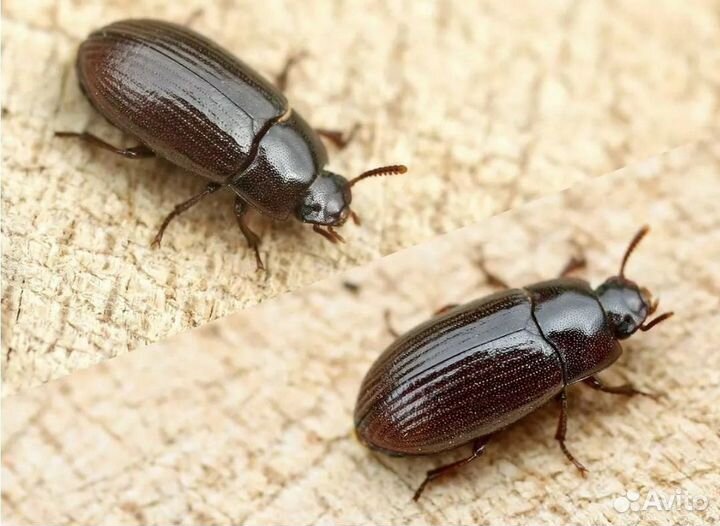 Корм для муравьёв (жук знахарь)