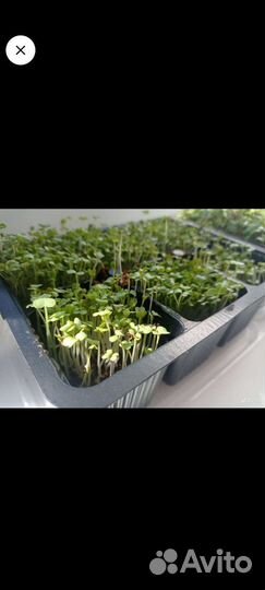 Микрозелень