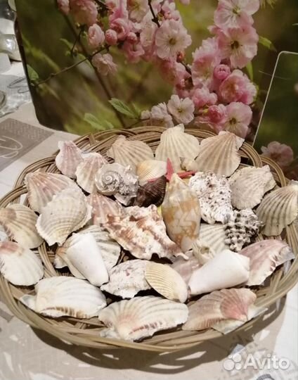 Набор морских ракушек