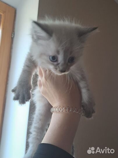 Отдам в добрые руки кошечку
