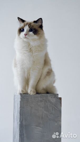 Котята рэгдолл в заботливые руки