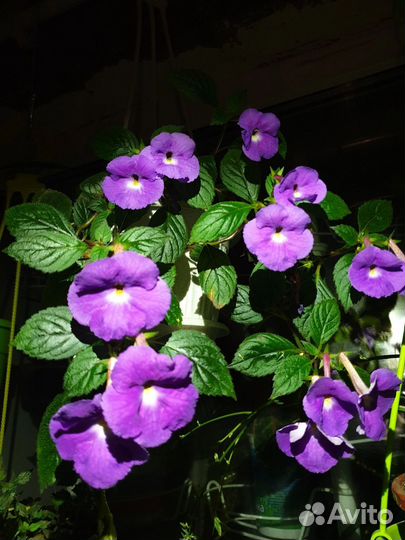 Ахименесы,хамедорея,оксалис,бегония,циссус