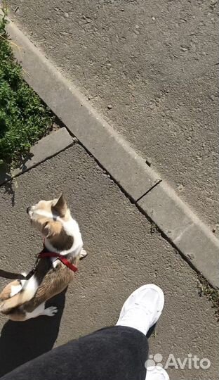 Вязка чихуахуа мальчик