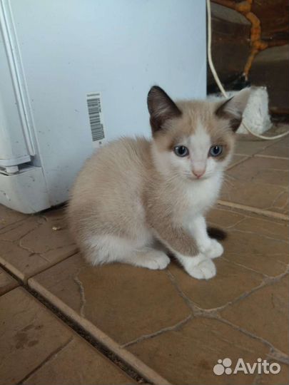 Милая кошечка