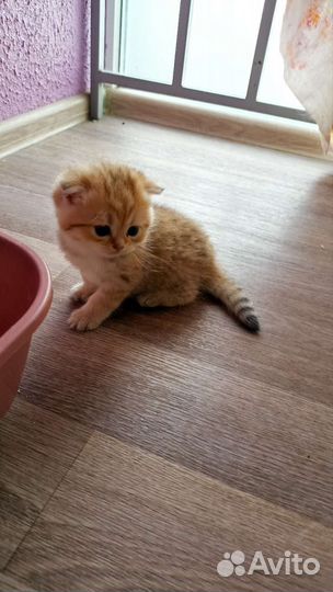 Золотые малыши