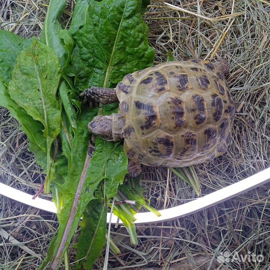 Черепаха сухопутная