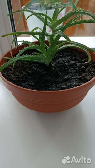 Алоэ столетник