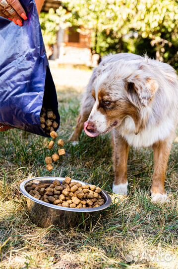 Супер корм для собак Shaman
