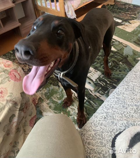 Собака доберман