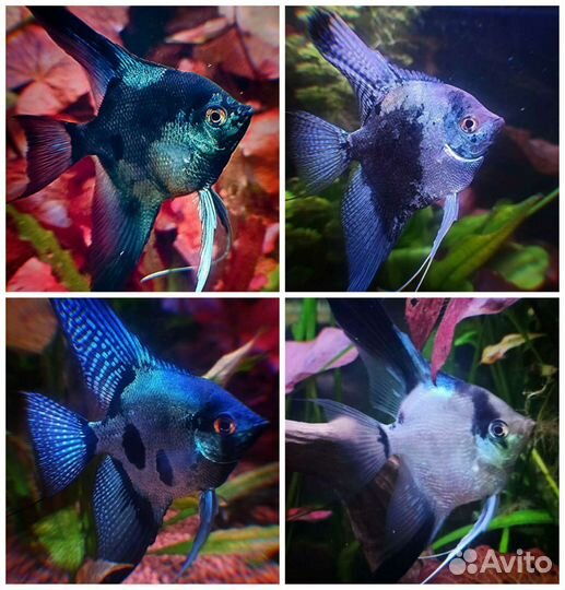 Аквариумные рыбки