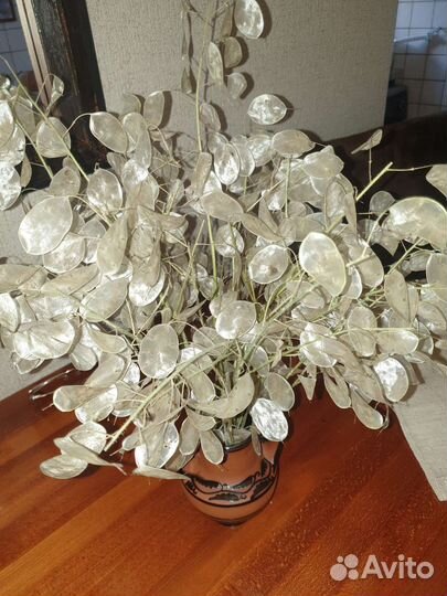 Сухоцвет Лунария