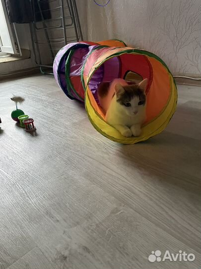Игровой тоннель для кошек