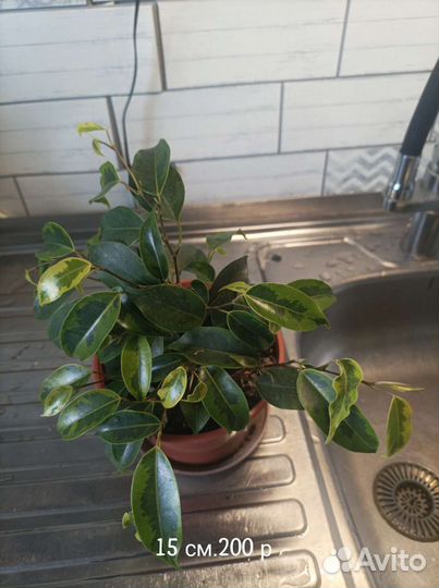 Фикус бенджамина.Фикус вариегатный