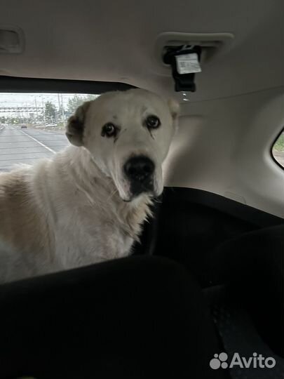 Собака алабай