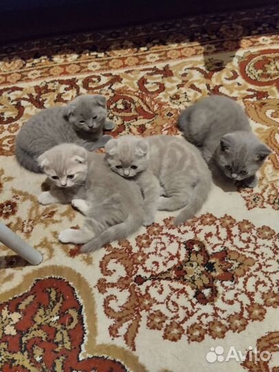 Шотландская вислоухая
