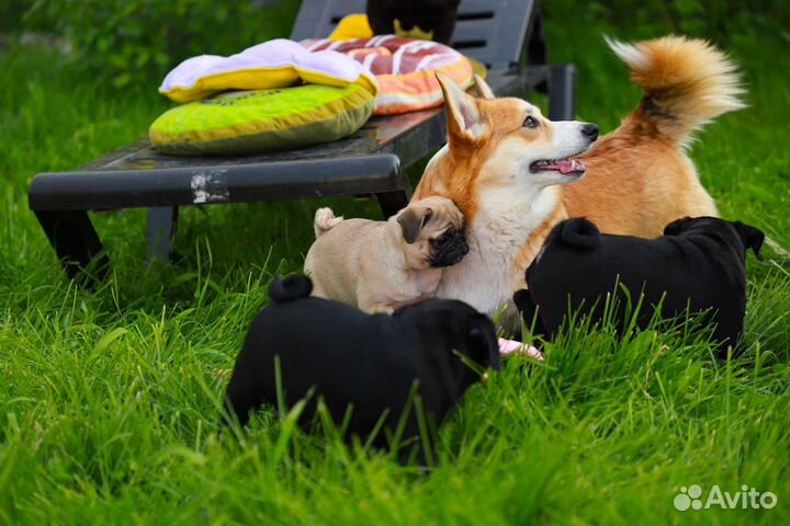 Венди С Планеты Звезд