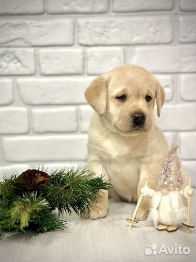 Щенки лабрадора