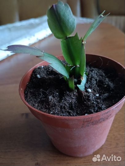 Декабрист шлюмбергера