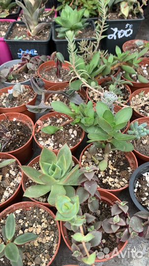 Суккулентная теплица