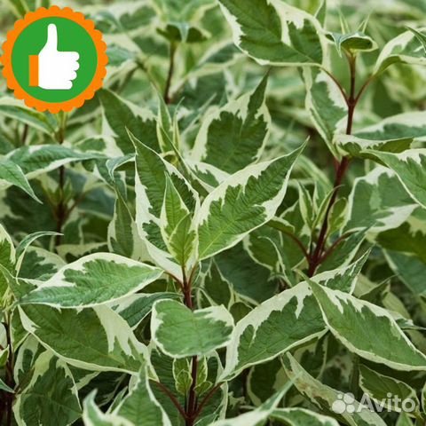 Саженцы дерен пестролистный Айвори Хало