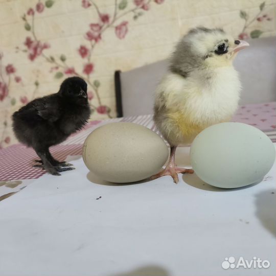 Продам цыпушек вывод 22. 04.24